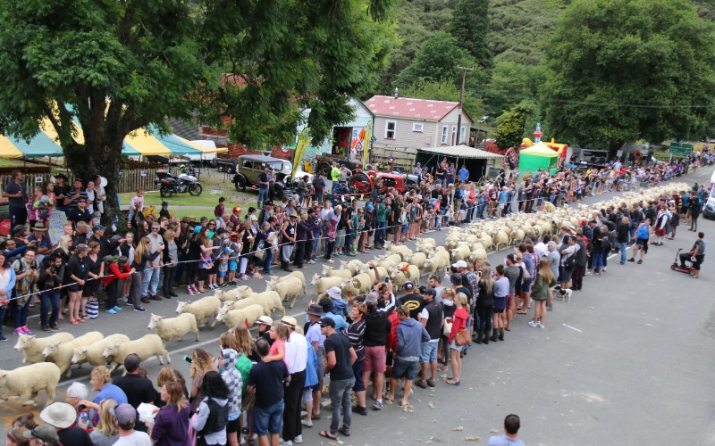 Photo of sheep race in Whangamomona 